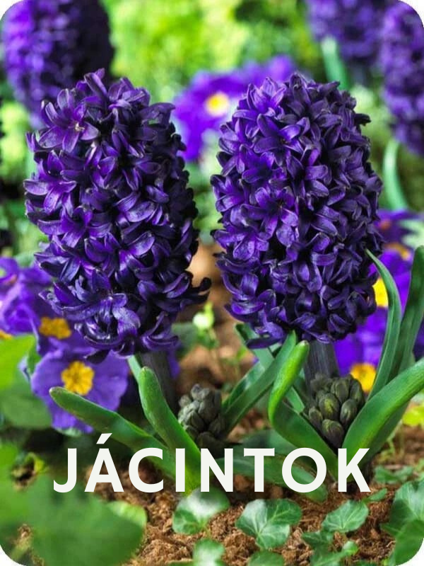 Jácintok