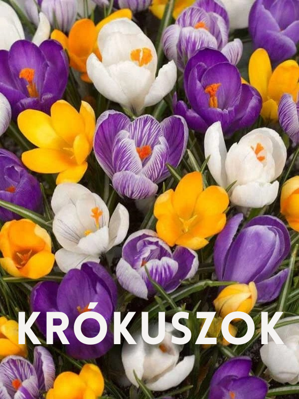 Krókuszok