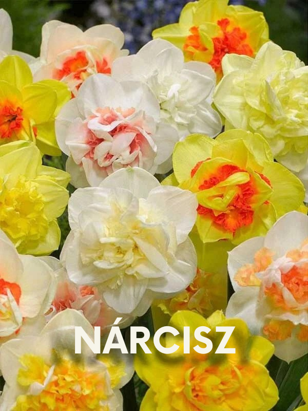 Nárcisz