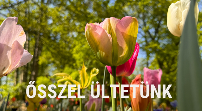 ŐSSZEL ÜLTETÜNK