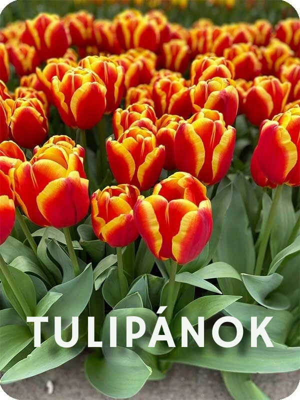 1 Tulipany