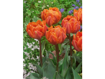 Orangeprincess