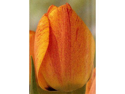 tulp gudoshnik 4