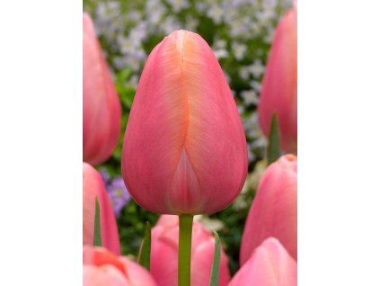 tulipa menton 9