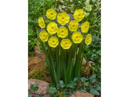 narcissus sun disc 2 5