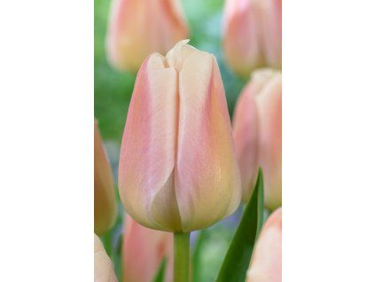 APRICOT PRIDE 960