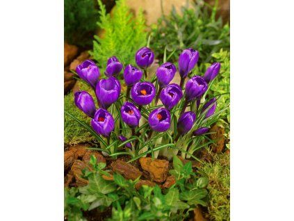 crocus flower record 2 3