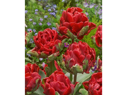rococo
