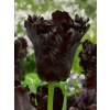 BLACK PARROT2