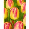 tulipa candy corner