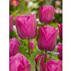 tulipa barcelona 2