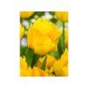 tulipa crystal star fa 2 12