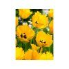 tulipa crystal star fa 1 12