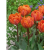 Orangeprincess