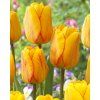 tulipa blushing apeldoorn gg 3