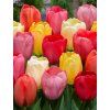 tulipa darwin mix 11