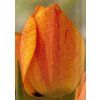 tulp gudoshnik 4