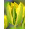 tulipa formosa 4