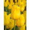 tulipa jan van nes 1 8