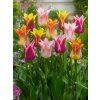 tulipa lily flowering mixed 2 1