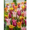tulipa lily flowering mixed 3 1