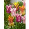 tulipa lily flowering mixed 1 1