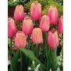 tulipa menton 2 9