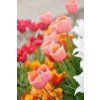 tulp menton 4 78