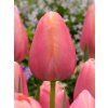 tulipa menton 9