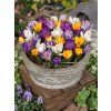 crocus large flowering mixed 3 12
