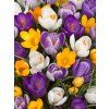 crocus large flowering mixed 1 12