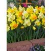 narcissus trumpet mixed 2 12