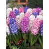 hyacinthus orientalis mixed 6