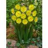 narcissus sun disc 2 5
