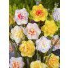 narcissus double mixed 1
