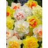 narcissus double mixed 2 1