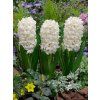 hyacinthus orientalis carnegie 2 3