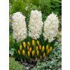 hyacinthus orientalis white crocus mixed 3