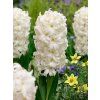 hyacinthus orientalis carnegie 34
