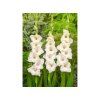 gladiolus white prosperity fa 5