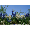 modrenec modry 1