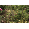 nectaroscordum 3