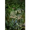 nectaroscordum