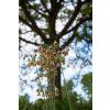 nectaroscordum 1