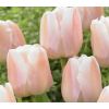Apricot Pride