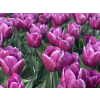 purpleprince1