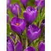 crocus flower record 1 3