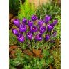 crocus flower record 2 3