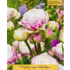 surprise