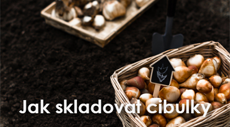 Cibulky jako v bavlnce